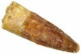 Fossil Spinosaurus Tooth - Real Dinosaur Tooth #296884-1